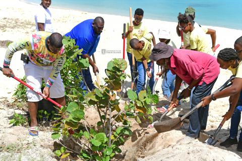 Beef Island Sea Grape Tree Replanting 11