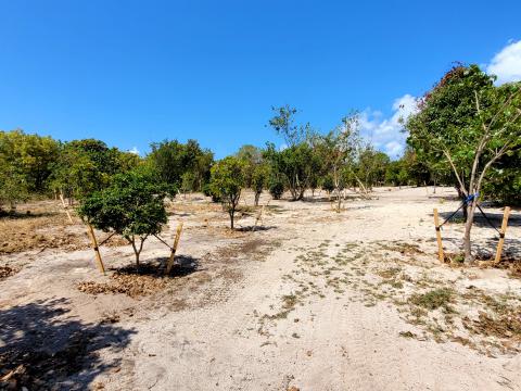 Native Tree 1