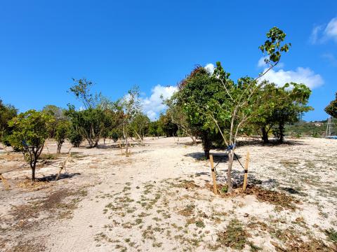 Native Tree 2