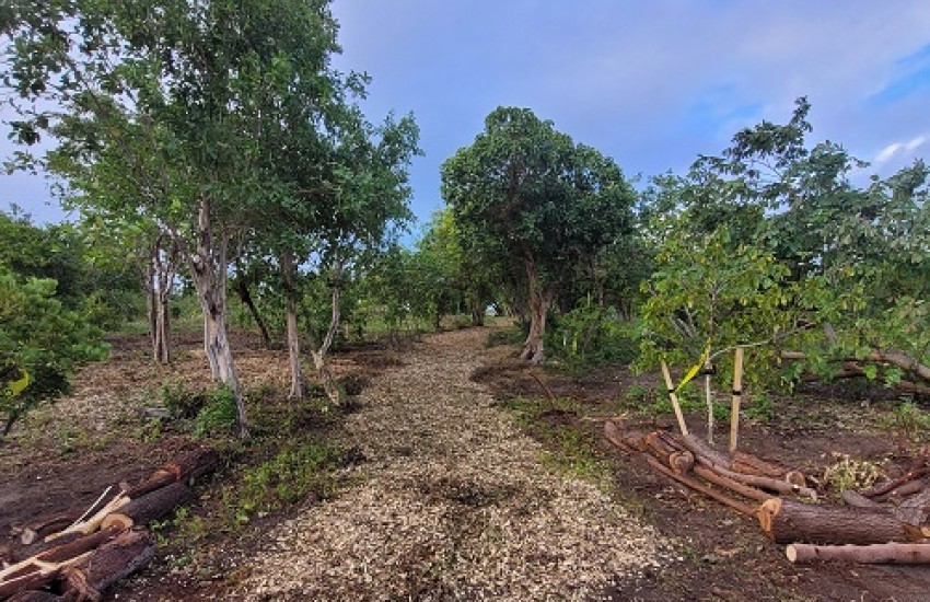 Operation Restoration Continues At Long Bay, Beef Island