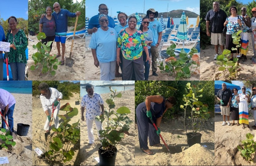 Replant 100 Seagrape Trees At Long Bay 2