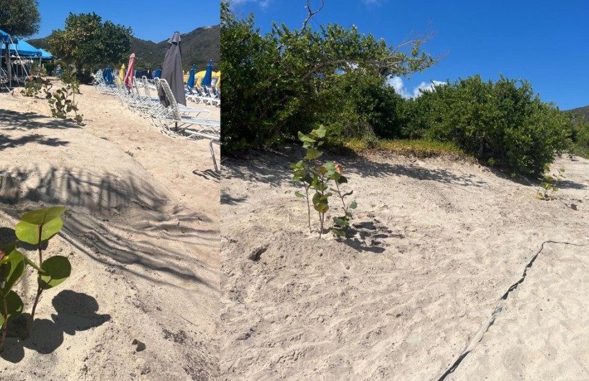 Replant 100 Seagrape Trees At Long Bay