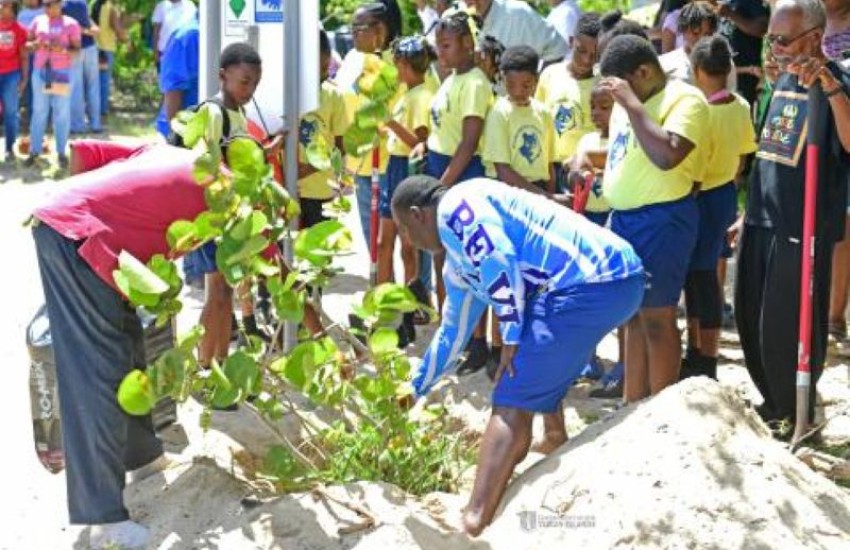 Initiatve To Replant 100 Seagrape Trees At Long Bay Continues 