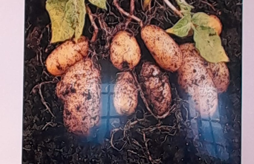Farmers white potato 3
