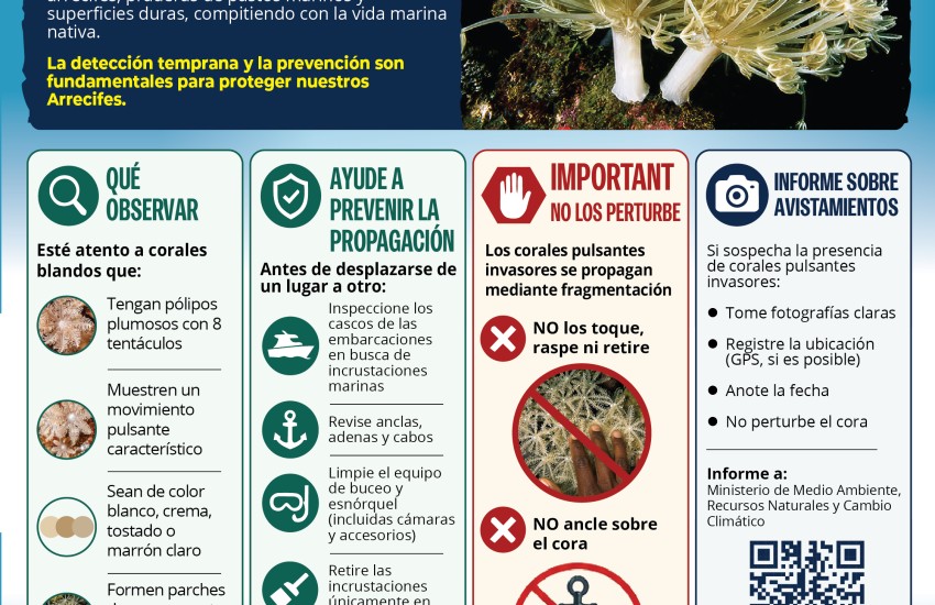 Invasive Pulsing Corals Spanish