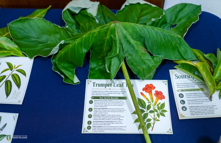 Medicinal Plants workshop 2