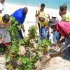 Initiatve To Replant 100 Seagrape Trees At Long Bay Continues 2
