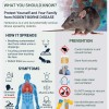 hantavirus information