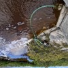 Coordinated Response to Flamingo Pond Fish Die-Off as Sargassum Season Intensifies