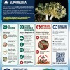 Invasive Pulsing Corals Spanish