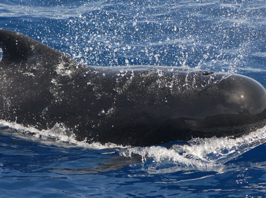 The Ministry of Environment, Natural Resources and Climate Change notifies the Virgin Islands community  that the importation of whale meat sometimes referred to as “blackfish” into the Territory is prohibited. 