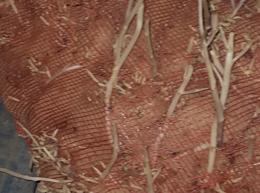 Farmers white potato 2