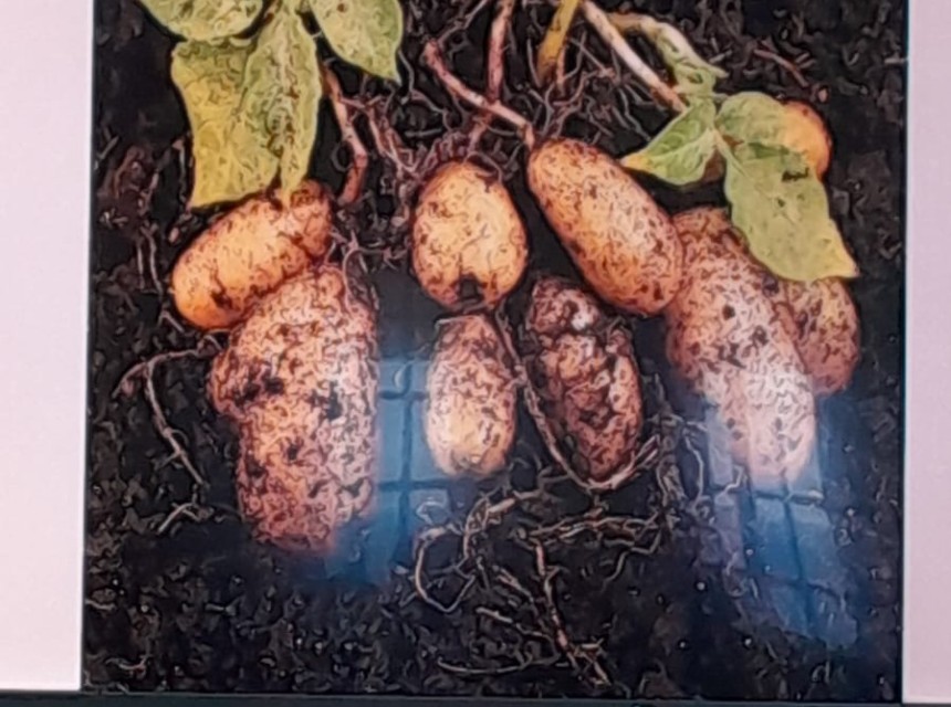 Farmers white potato 3