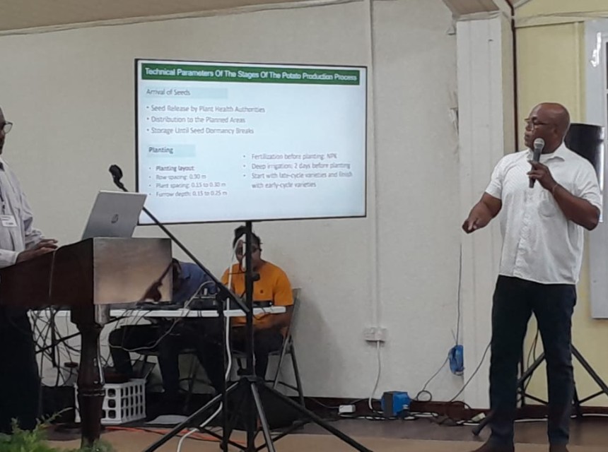 Farmers white potato 5